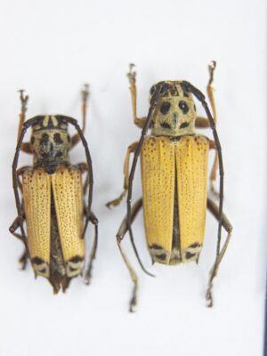 Glenea cantor (Fabricius, 1787) # 14852