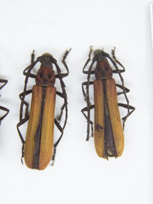 Purpuricenus spectabilis (Motschulsky, 1857) # 14854