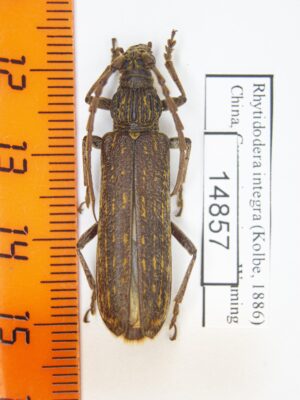 Rhytidodera integra (Kolbe 1886) # 14857