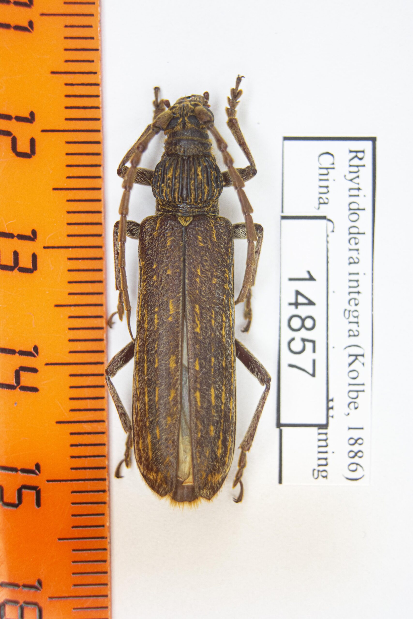 Rhytidodera integra (Kolbe 1886) # 14857