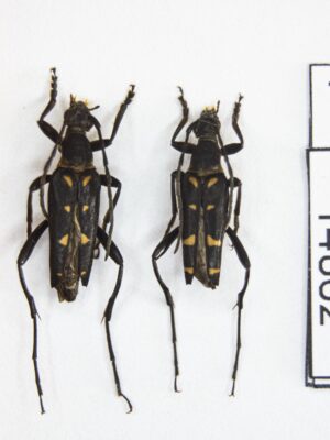 Leptura (Leptura) ambulatrix (Gressitt, 1951) # 14862