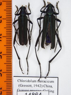 Chloridolum thoracicum (Gressitt, 1942) # 14864