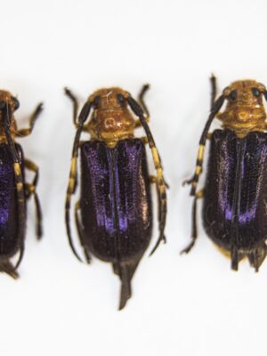 Bacchisa sp. # 14867
