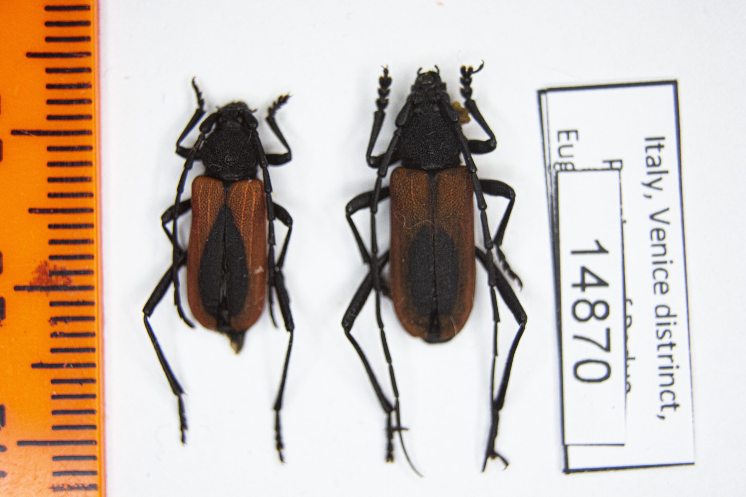 Purpuricenus kaehleri (Linnaeus, 1788) # 14870