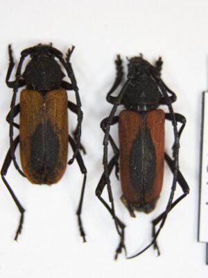 Purpuricenus kaehleri (Linnaeus, 1788) # 14871