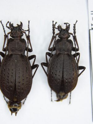 Carabus (Diocarabus) linnaei folgariacus (Born, 1913) 14874