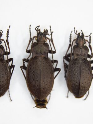 Carabus (Diocarabus) linnaei folgariacus (Born, 1913) # 14876