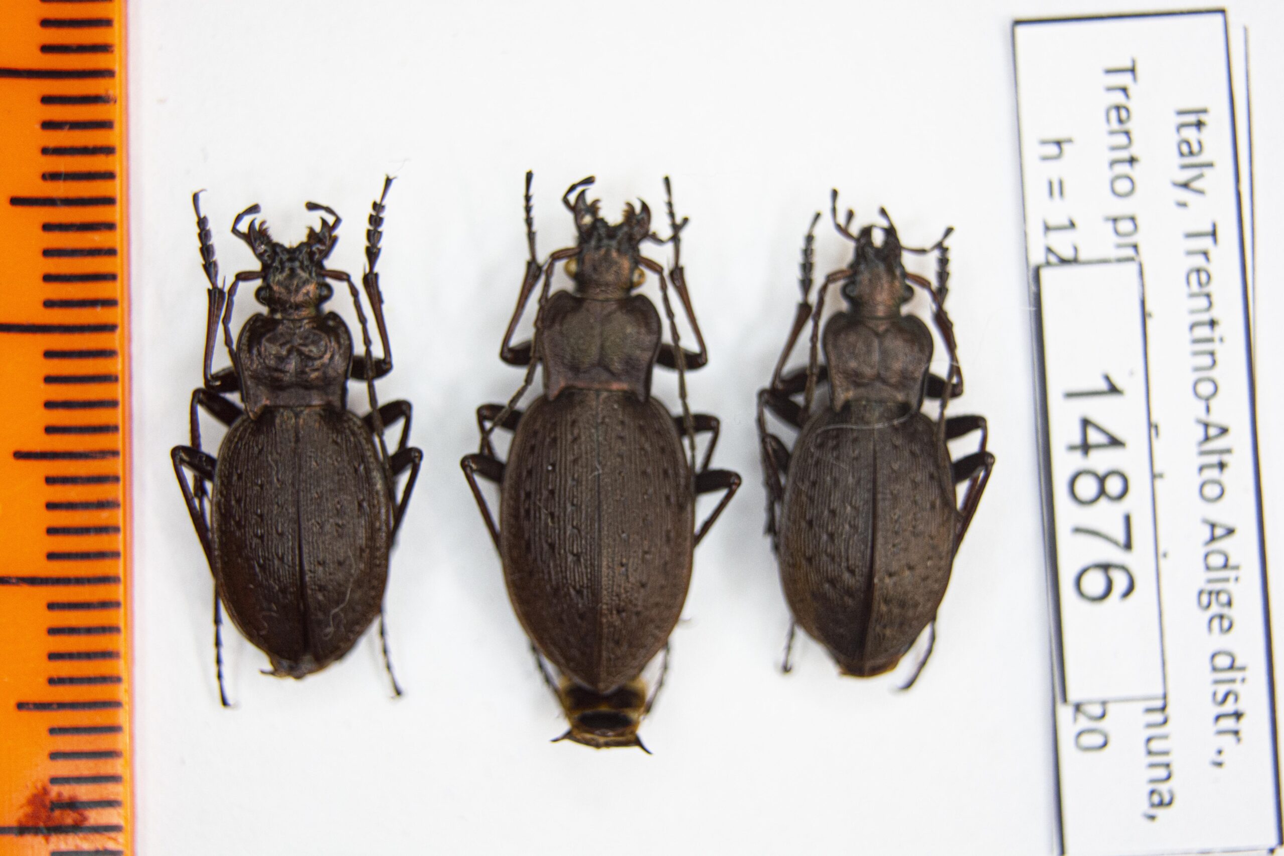 Carabus (Diocarabus) linnaei folgariacus (Born, 1913) # 14876