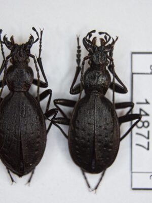 Carabus (Platycarabus) creutzeri hamilcaris (Bernau, 1914) # 14877