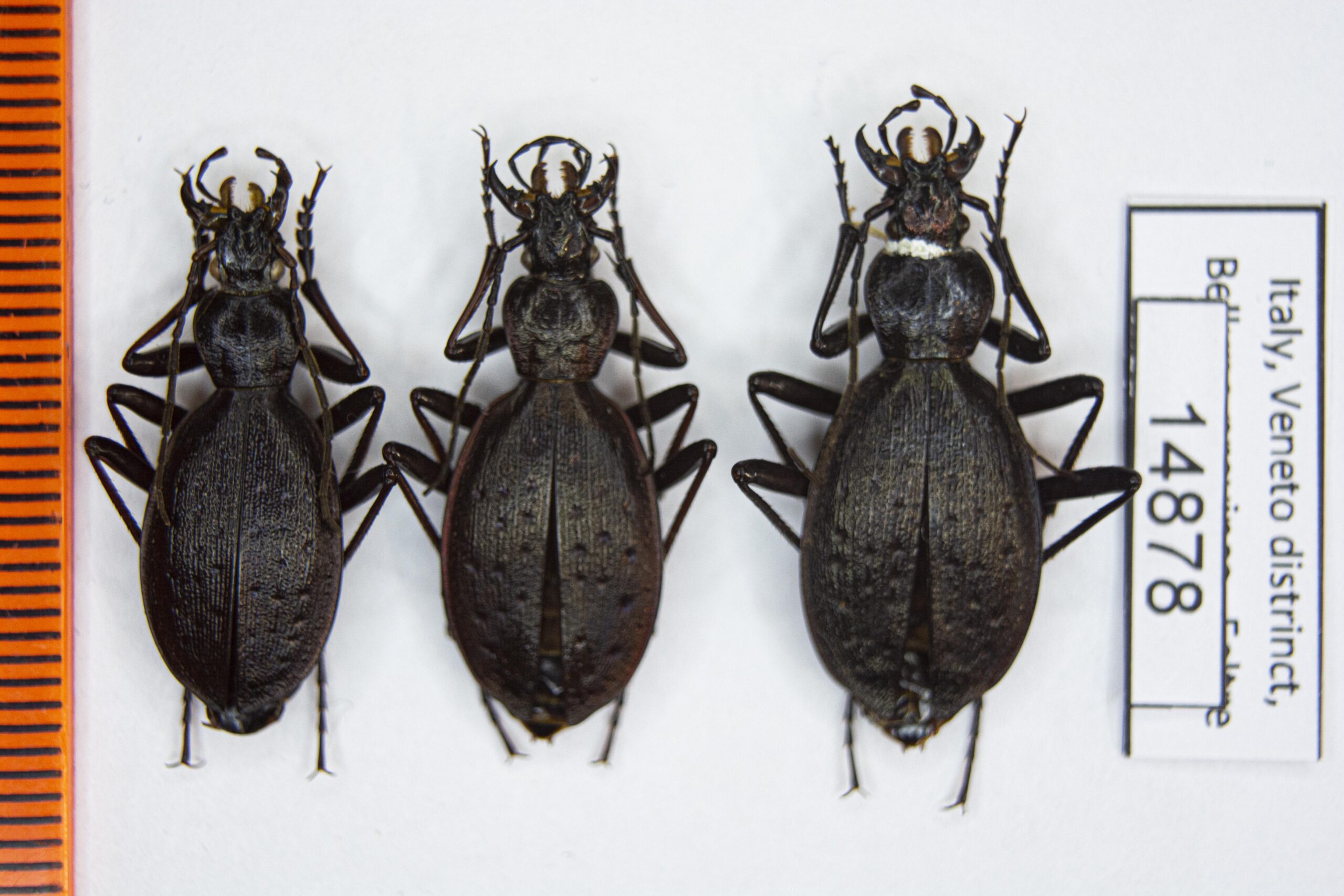 Carabus (Platycarabus) creutzeri hamilcaris (Bernau, 1914) # 14878