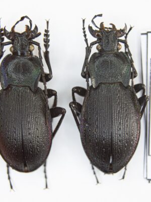 Carabus (Eucarabus) catenulatus (Scopoli 1763) # 14880
