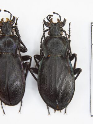 Carabus (Eucarabus) catenulatus (Scopoli 1763) # 14882