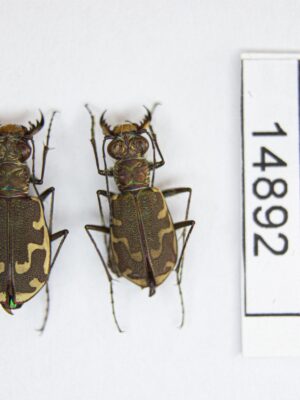 Cicindela (Cicindela) repanda repanda (Dejean, 1825) # 14892