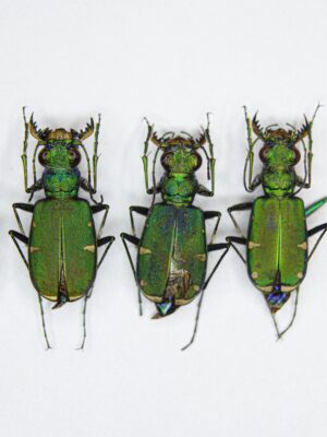 Cicindela denverensis (Casey, 1897) # 14898