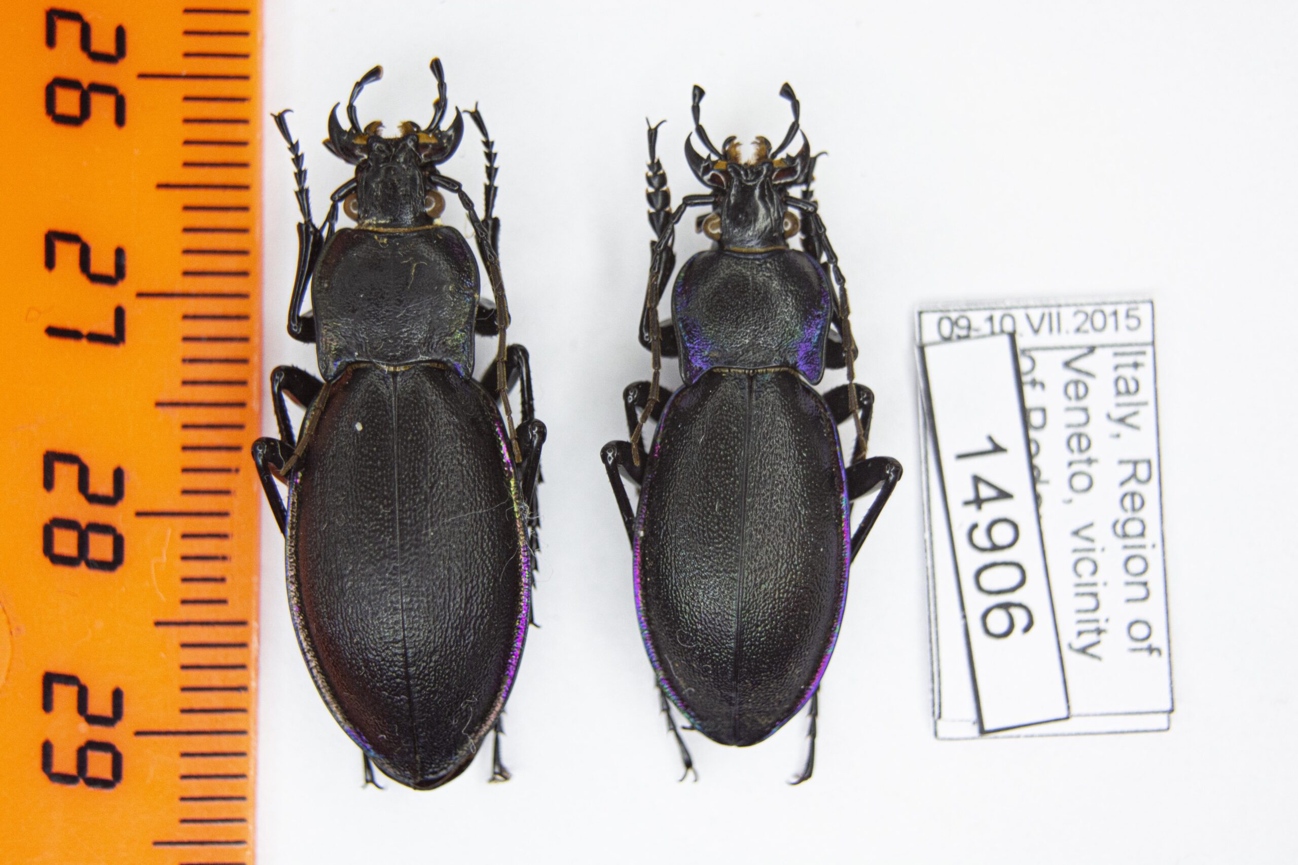 Carabus (Megodontus) germarii savinicus (hammer, 1906) # 14906