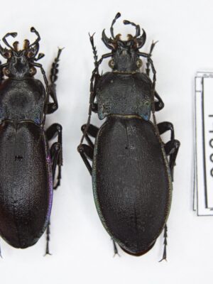 Carabus (Megodontus) germarii savinicus (Hammer, 1906) # 14908