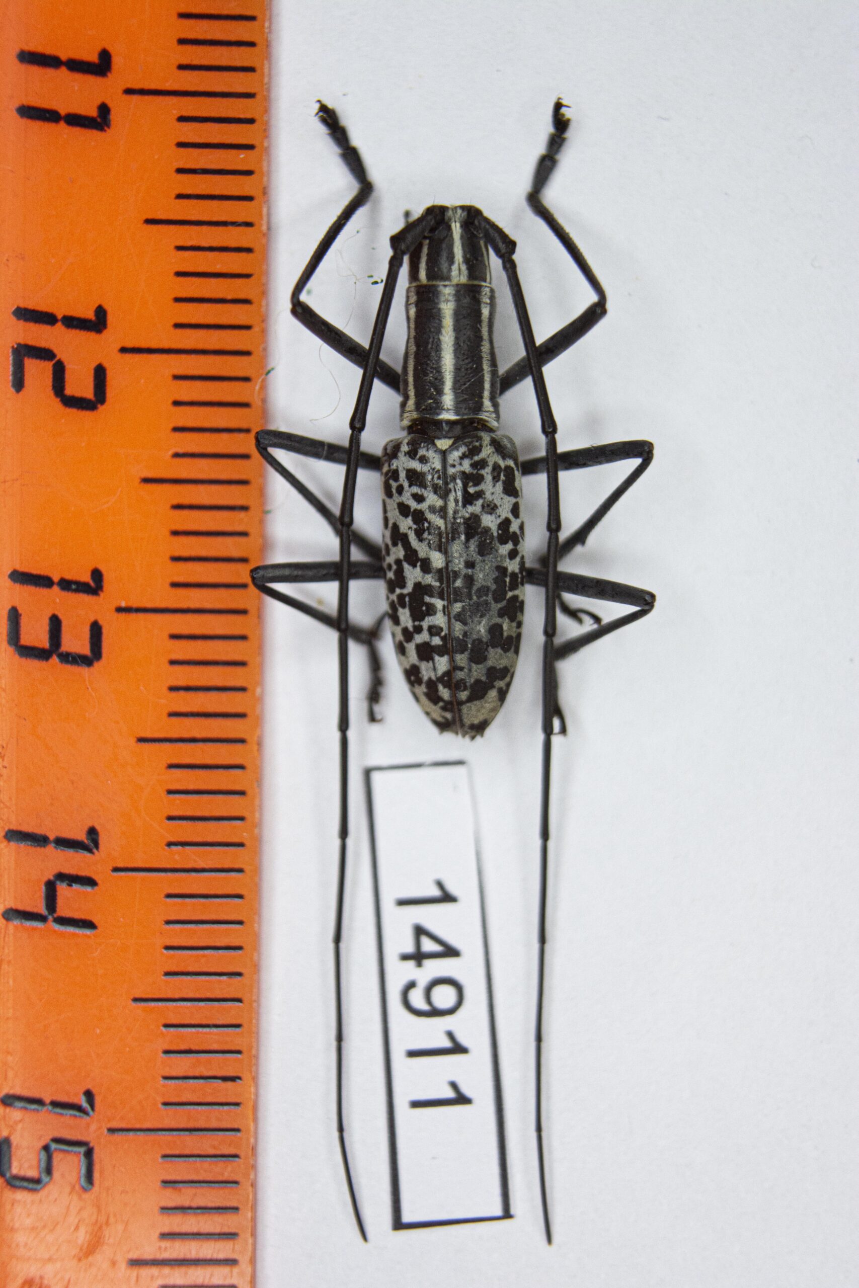Macrochenus melanospilus (Gahan, 1906) #14911