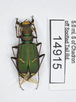 Cicindela purpurea audubonii (LeConte 1845) # 14915