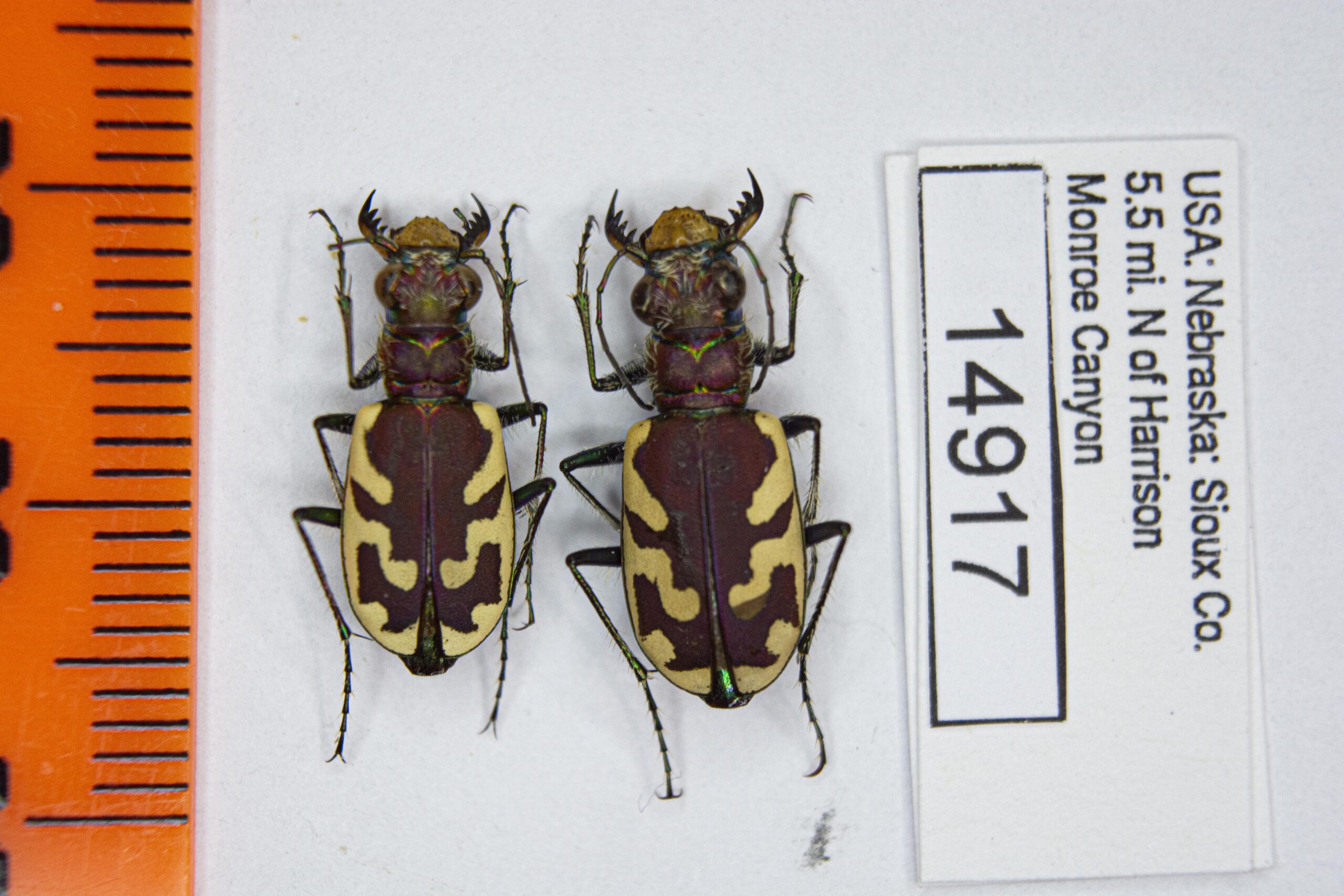 Cicindela lengi lengi (W.Horn, 1908) # 14917