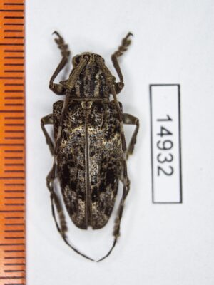 Pharsalia ochreomaculata (Breuning, 1968) # 14932