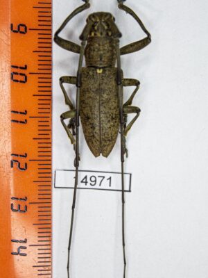 Pelargoderus malaccensis (Breuning, 1935) # 14971