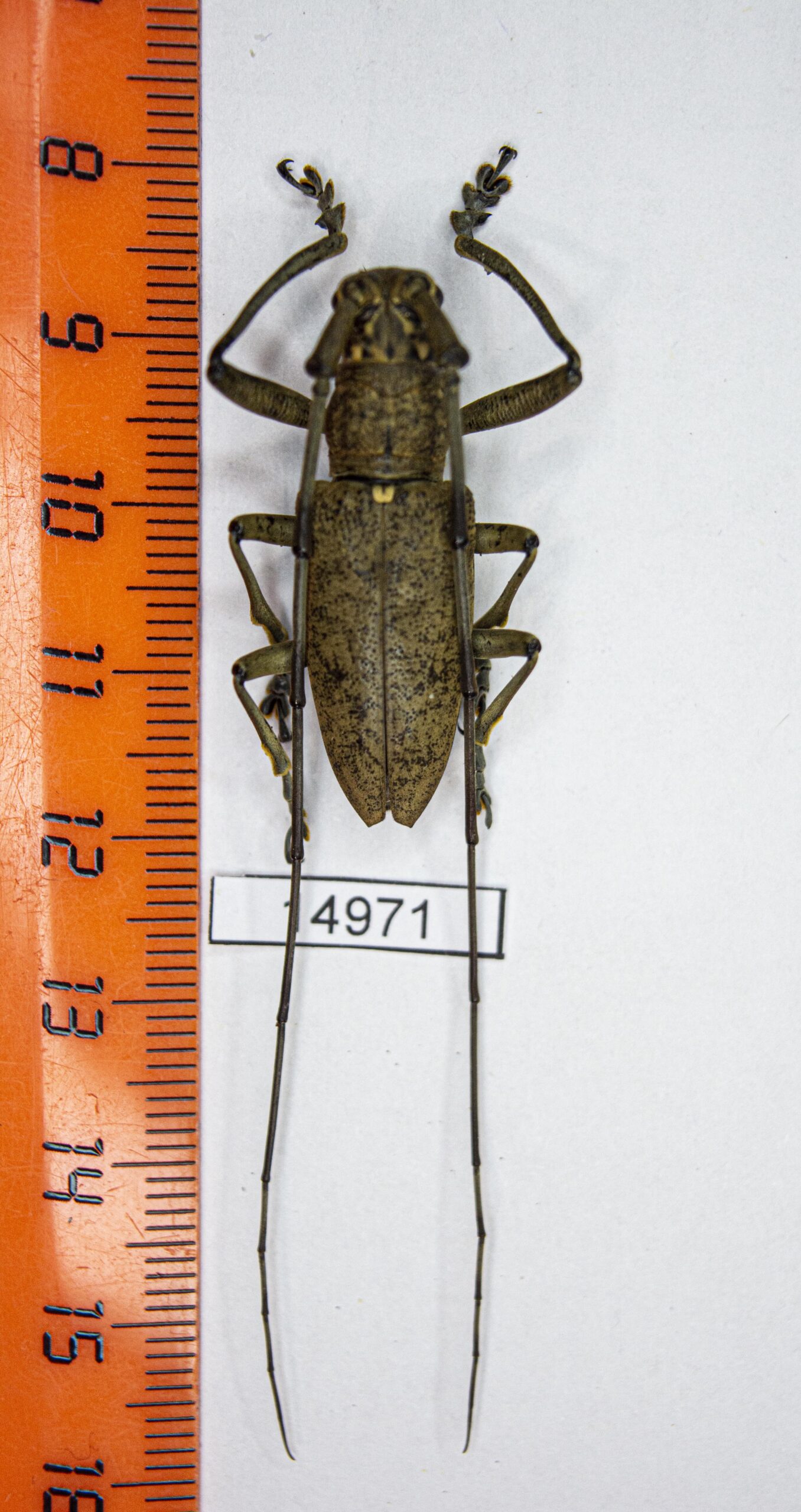 Pelargoderus malaccensis (Breuning, 1935) # 14971 — изображение 2