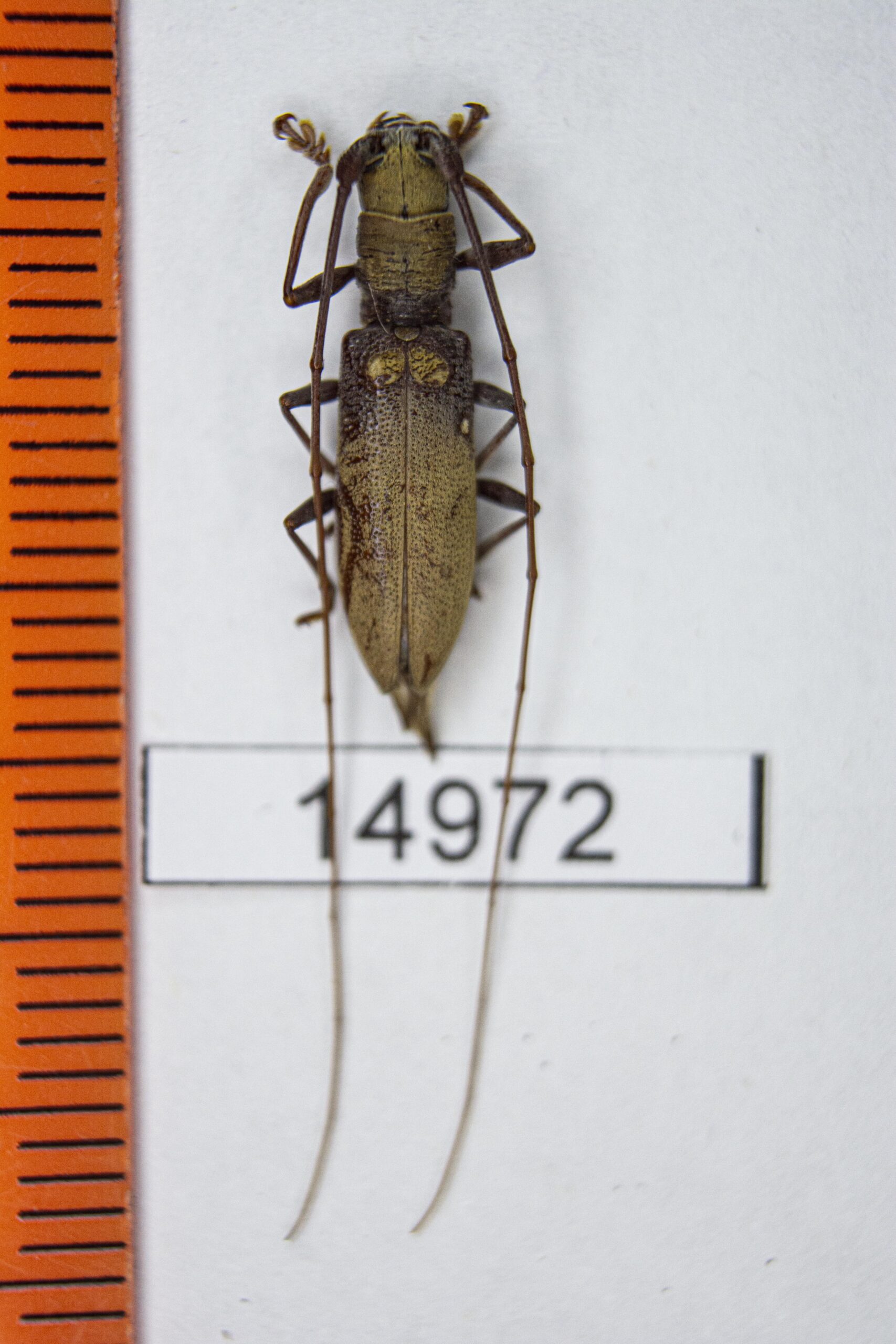 Olenecamptus bilobus borneensis (Pic, 1916) # 14972