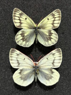 Colias nebulosa, Pair, China