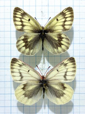 Colias nebulosa, Pair, China