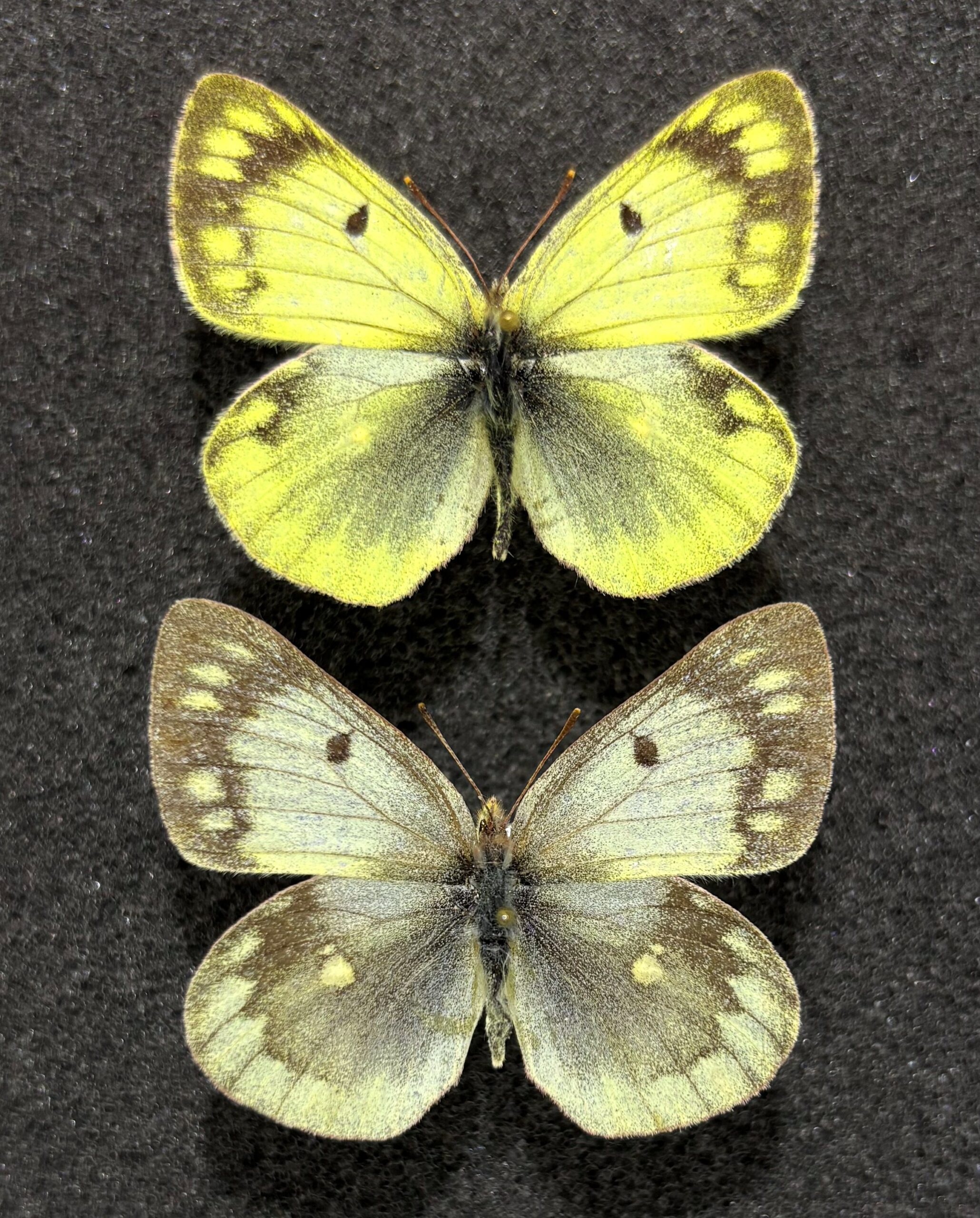 Colias montium, A-, Pair, China — изображение 2