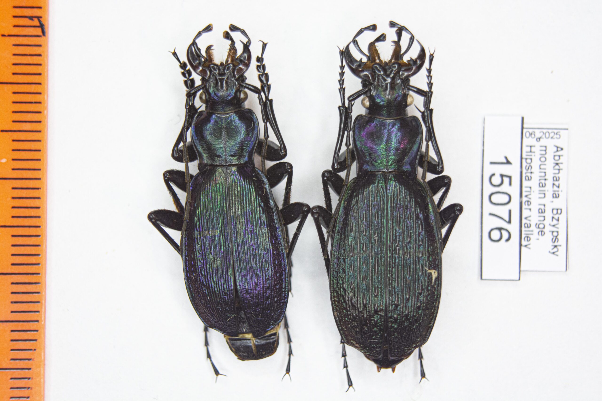 Carabus (Archiplectes) khipstaensis (Solodovnikov, 2015) # 15076