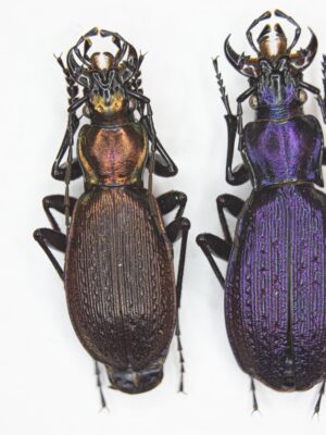 Carabus (Archiplectes) khipstaensis (Solodovnikov, 2015) # 15084
