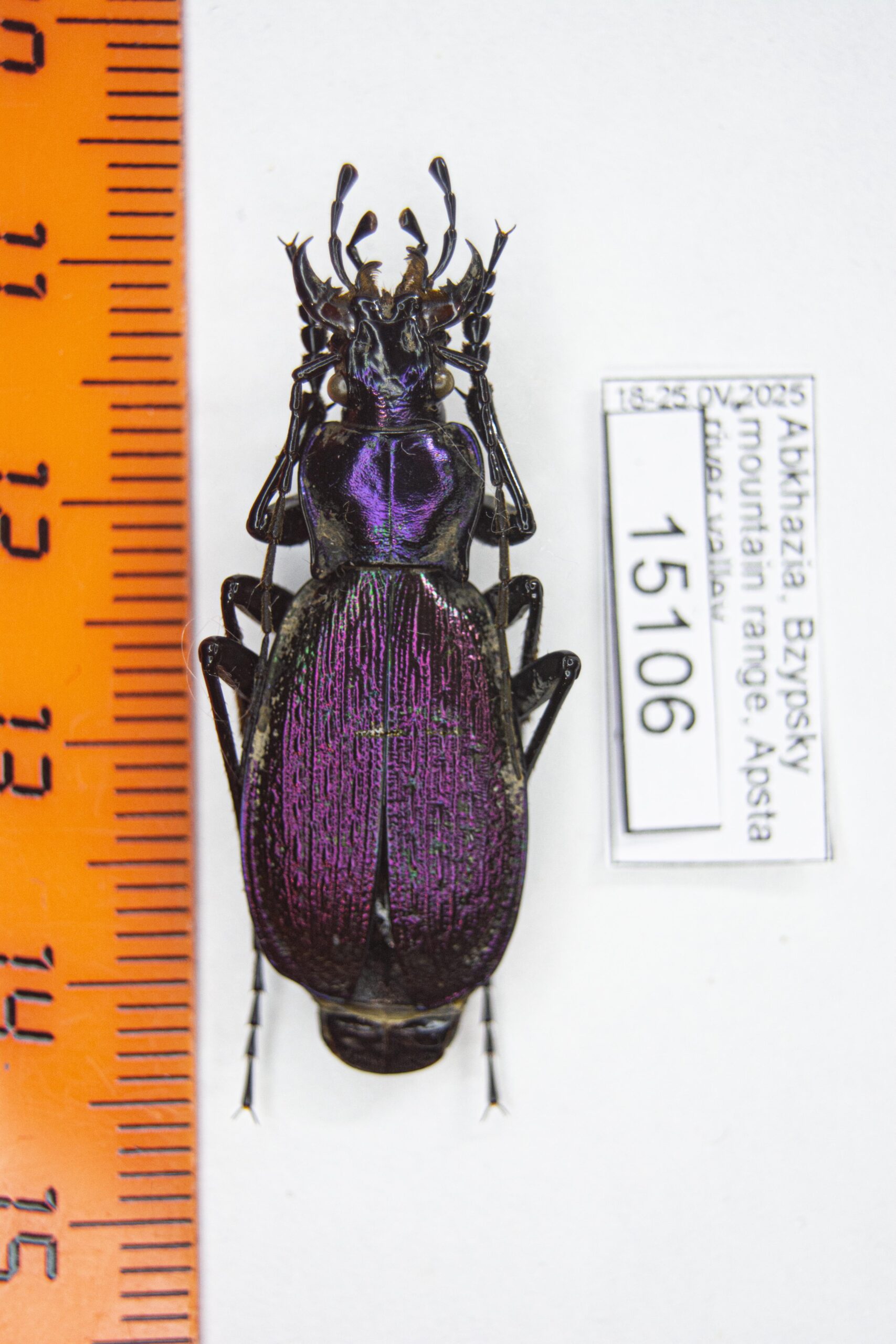 Carabus (Arсhiplectes) besleticus mtsaranus (Kurnakov, 1972) # 15106