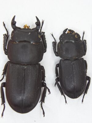 Dorcus parallelipipedus (Linnaeus, 1758) # 15129
