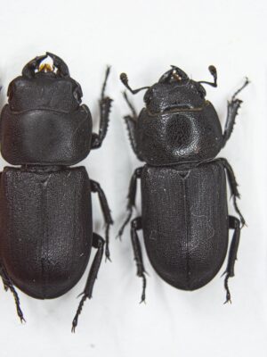 Dorcus parallelipipedus (Linnaeus, 1758) # 15131