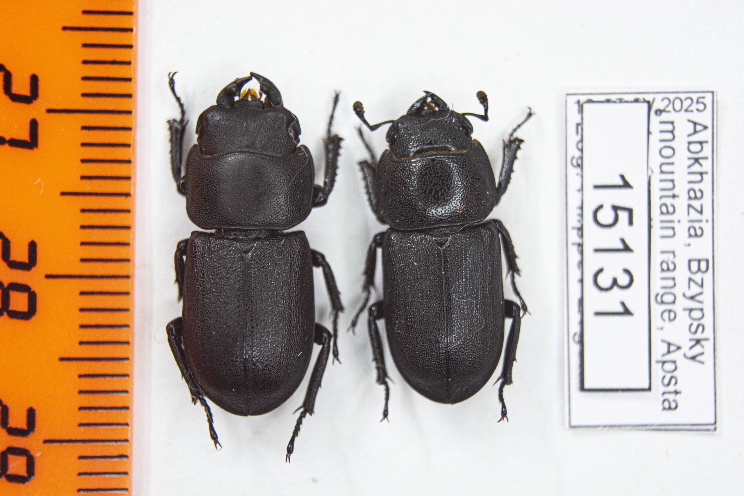 Dorcus parallelipipedus (Linnaeus, 1758) # 15131