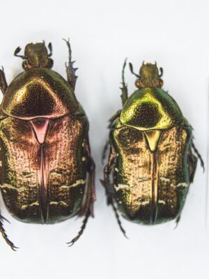 Cetonia (s.str.) aurata pallida (Drury, 1773) # 15135