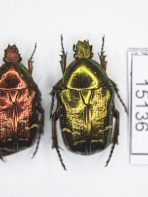 Cetonia (s.str.) aurata pallida (Drury, 1773) # 15136