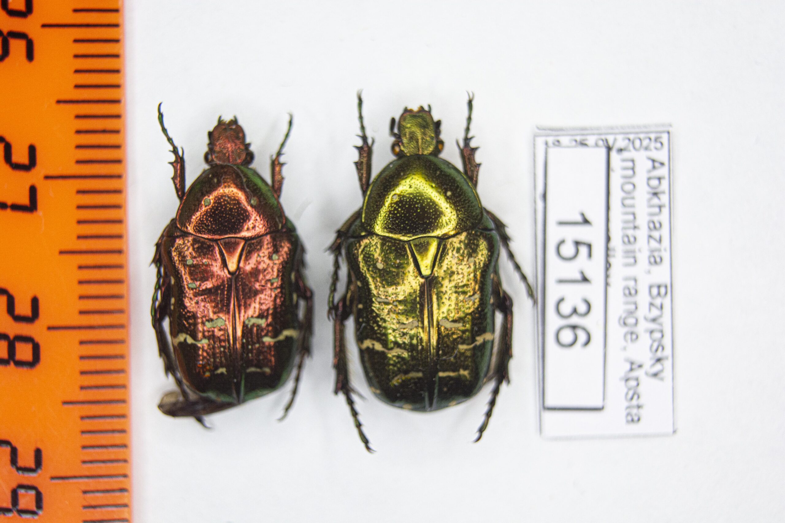 Cetonia (s.str.) aurata pallida (Drury, 1773) # 15136