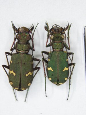 Cicindela (Cicindela) desertorum (Dejean, 1825) # 15147
