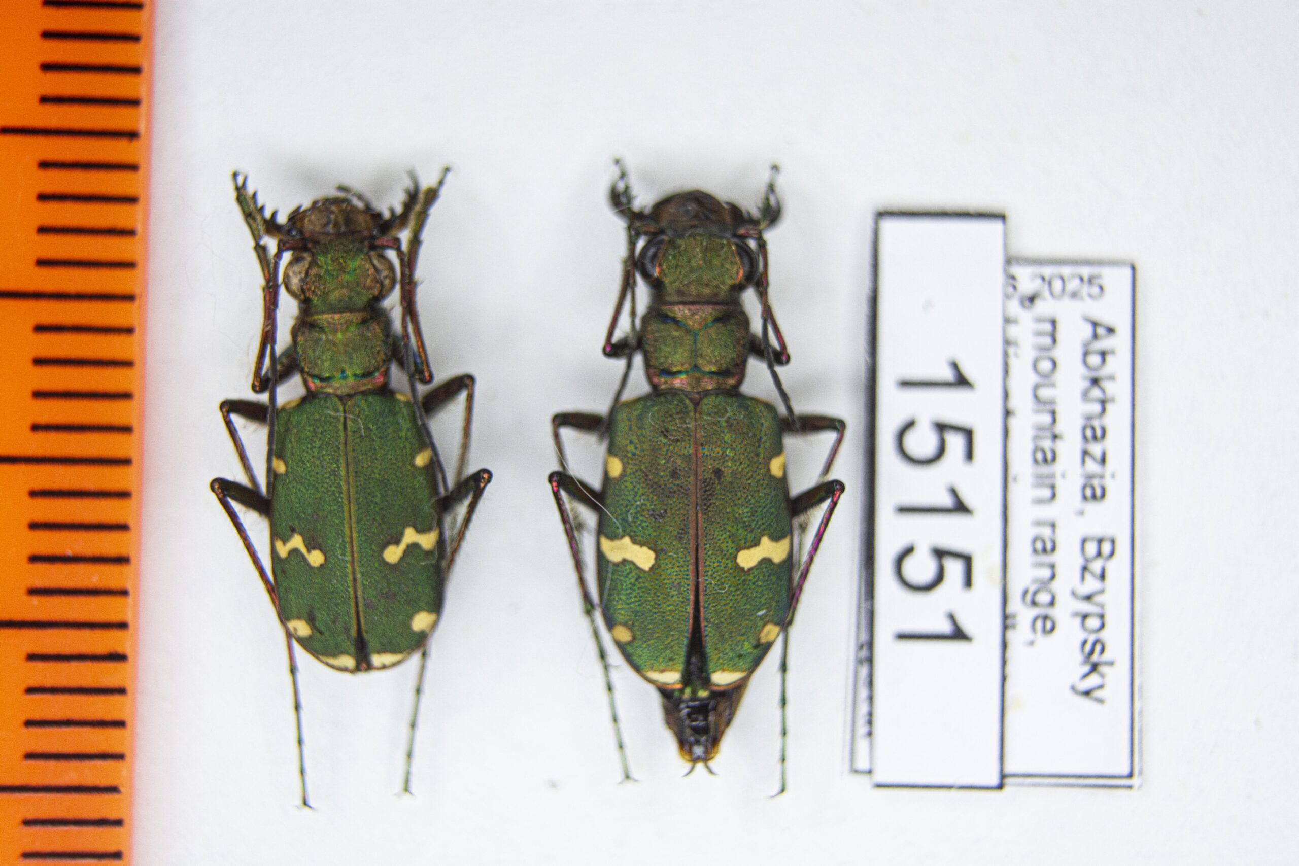 Cicindela (Cicindela) desertorum (Dejean, 1825) # 15151