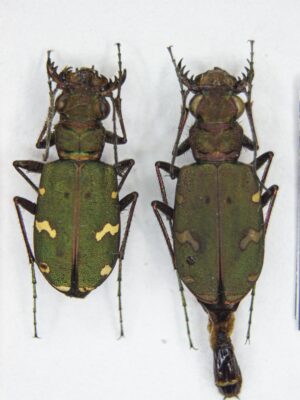 Cicindela (Cicindela) desertorum (Dejean, 1825) # 15152
