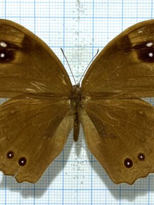 Melanitis leda (?), A-, Male, Indonesia