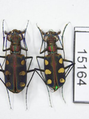 Cicindela (Cosmodela) aurulenta juxtata (Acciavatti & Pearson, 1989) # 15164