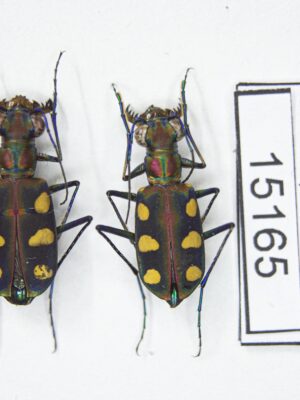 Cicindela (Cosmodela) aurulenta juxtata (Acciavatti & Pearson, 1989) # 15165