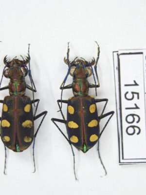 Cicindela (Cosmodela) aurulenta juxtata (Acciavatti & Pearson, 1989) # 15166