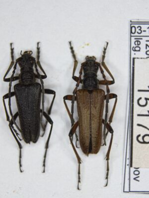 Stenocorus (s.str.) minutus (Gebler, 1841) # 15179