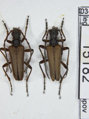 Stenocorus (s.str.) minutus (Gebler, 1841) # 15182