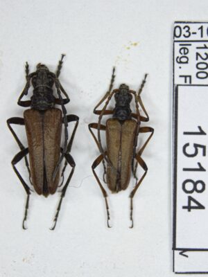 Stenocorus (s.str.) minutus (Gebler, 1841) # 15184