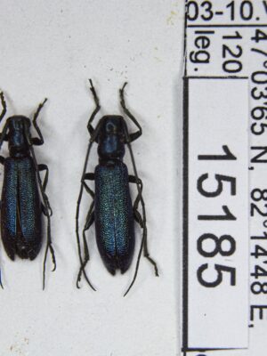 Agapanthiola leucaspis (Steven, 1817) # 15185